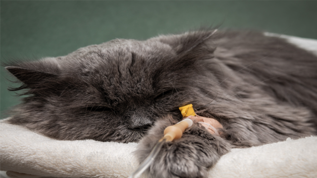 Inilah Berbagai Jenis Penyakit dari Akibat Memelihara Kucing